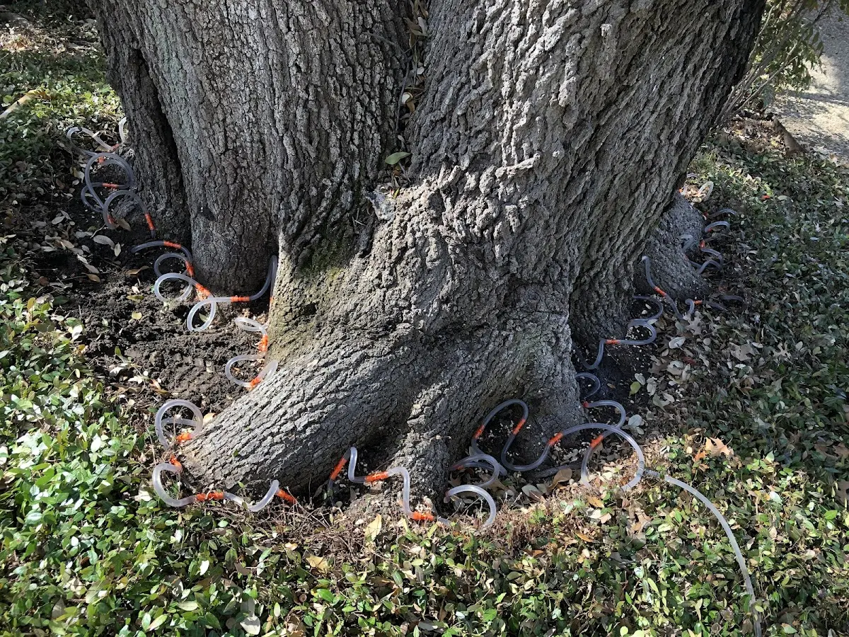 Detailed Tree Cabling and Bracing job site in New Bern