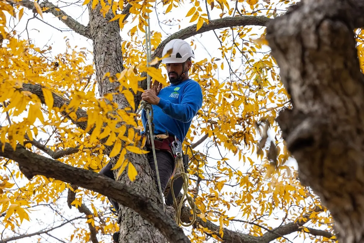 Skilled Tree Planing crew working in New Bern